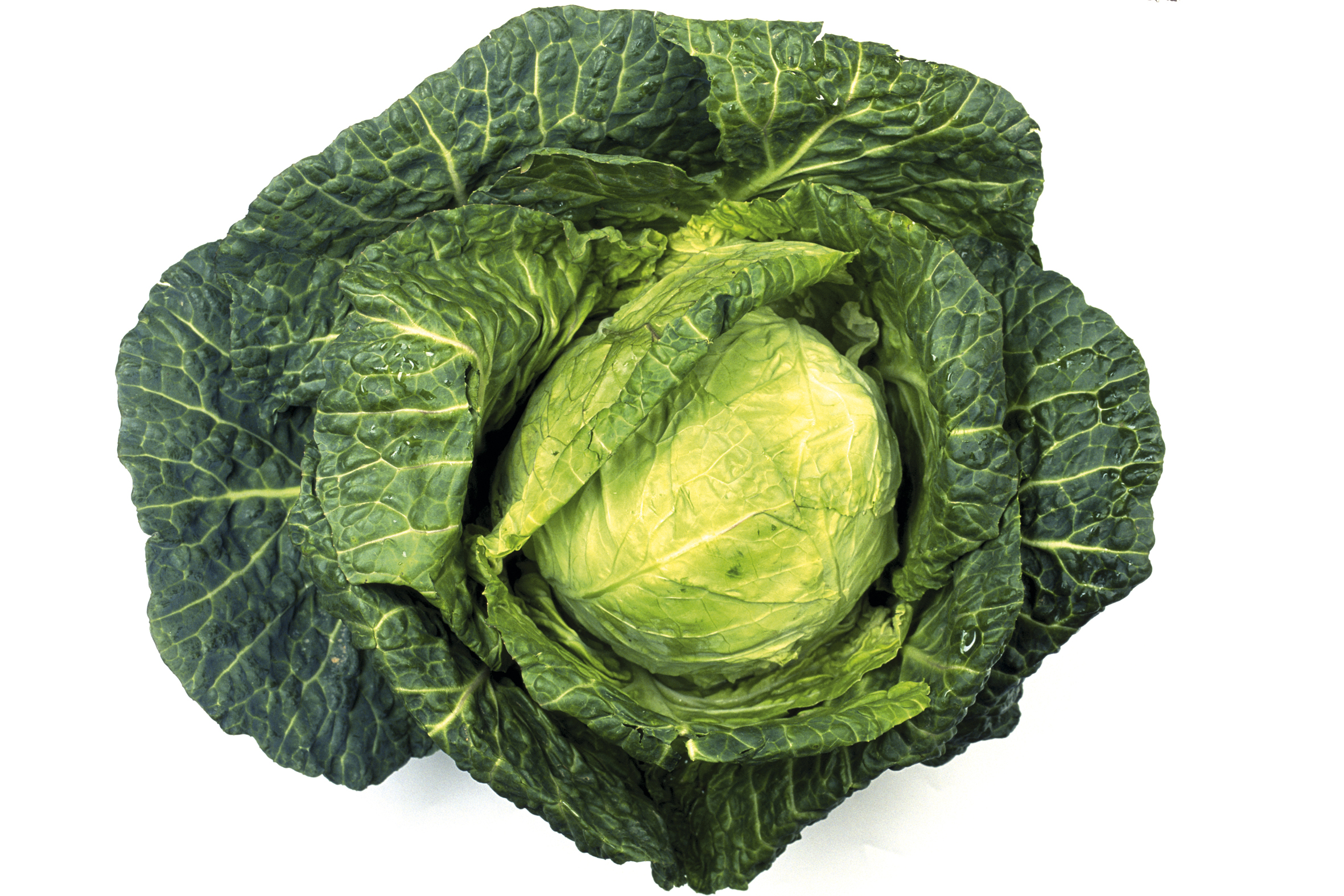 veg165-1.jpg