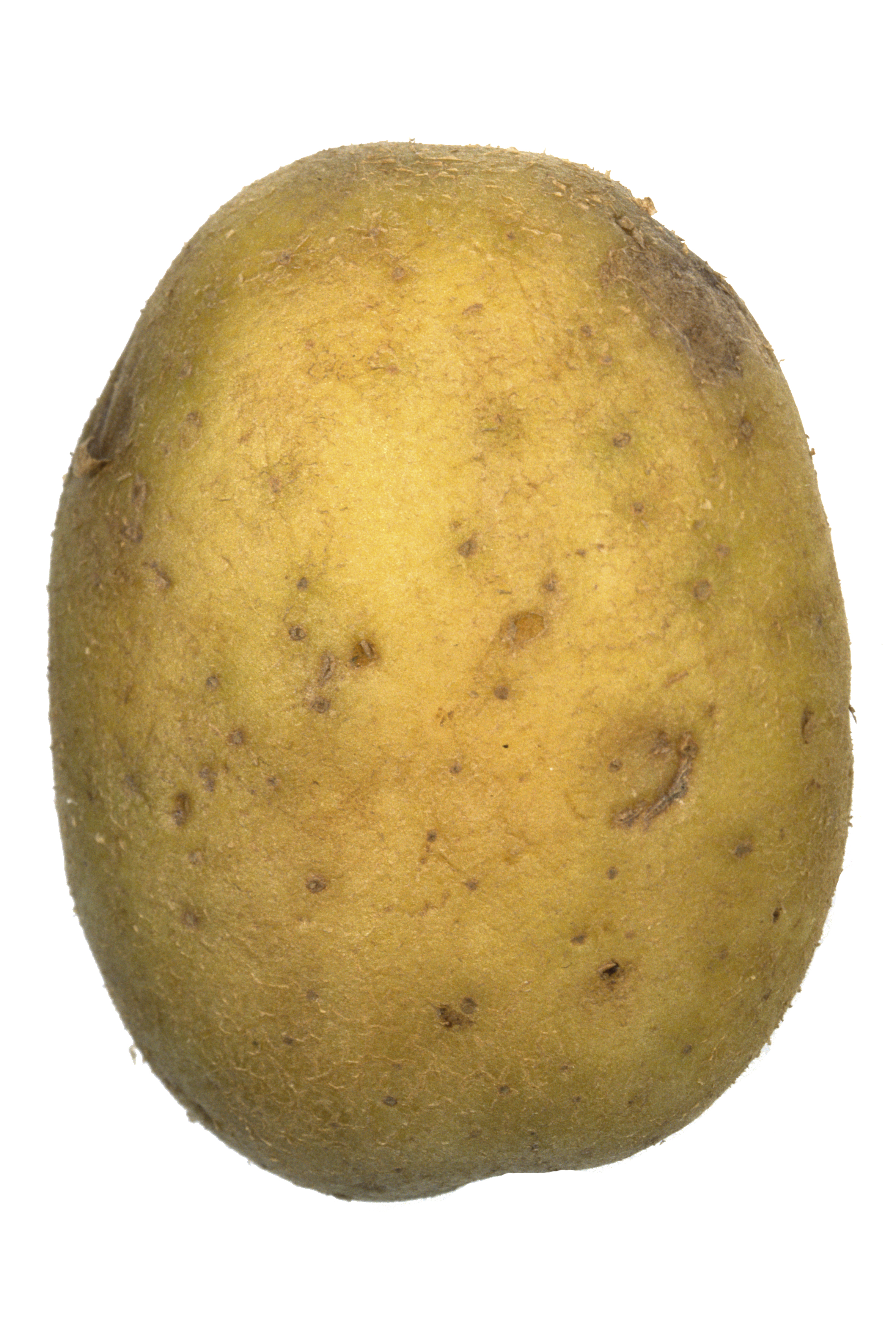 veg181-1.jpg