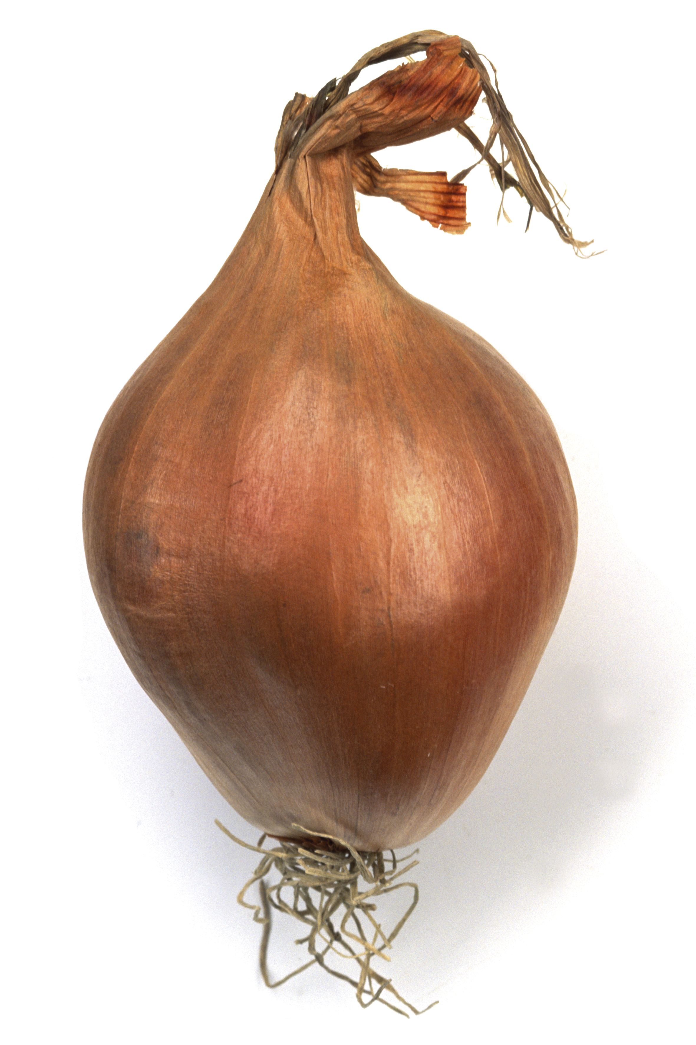 veg188-1.jpg