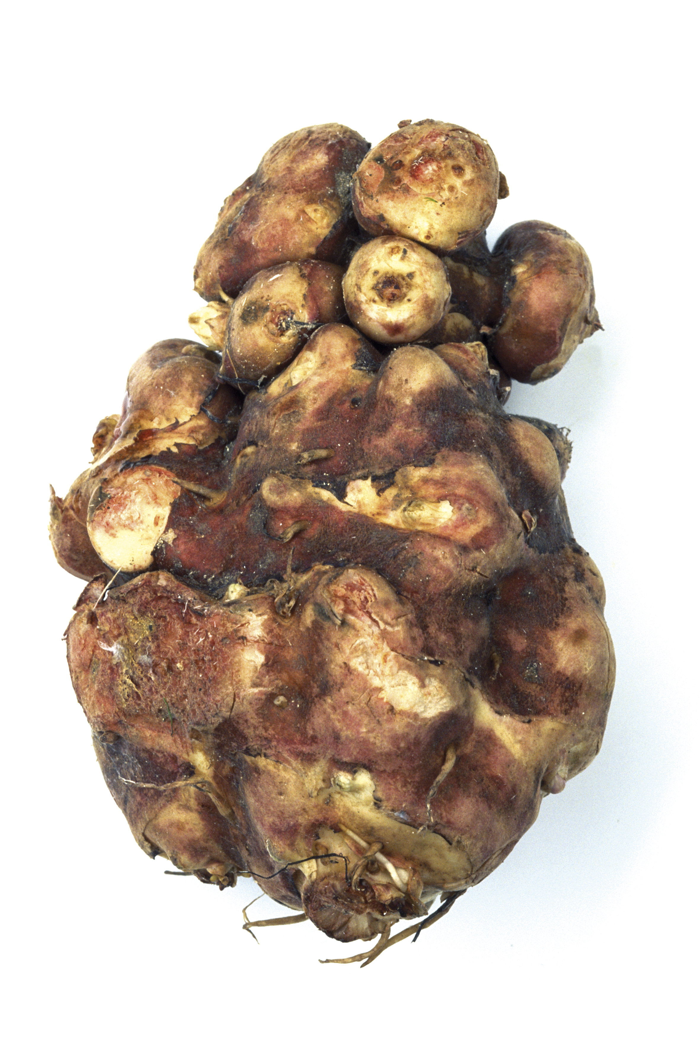 veg189-1.jpg