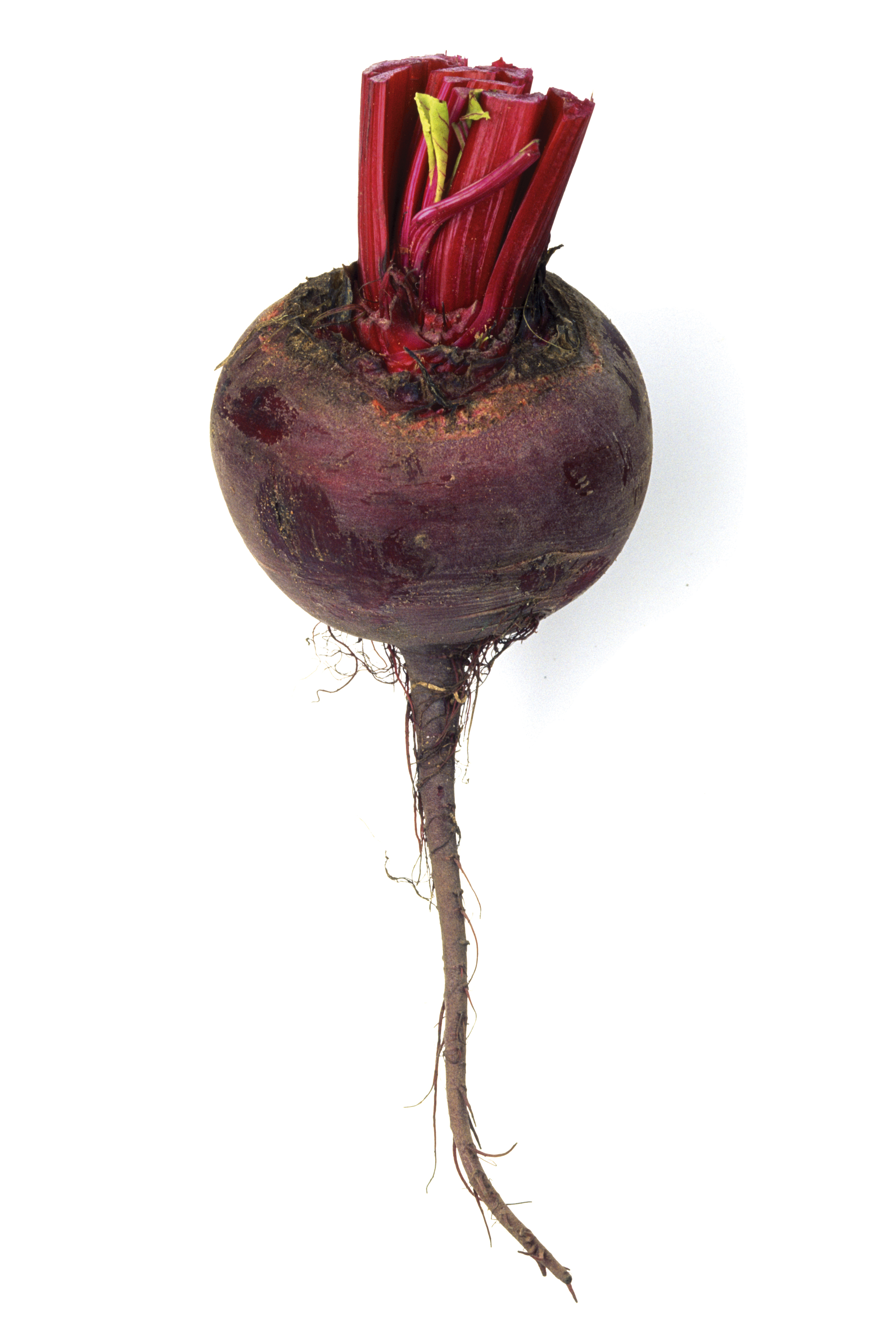 veg215-2.jpg